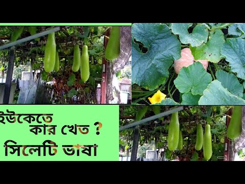 কার ক্ষেত আজ আমি দেখাবো || sylhety Uk blogger || sylheti mum Uk