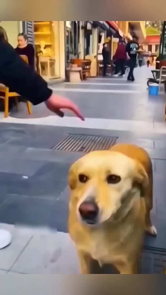 @love.animals746 funny animals #pet #cat #dog #cute #animals #foryou #typ ...