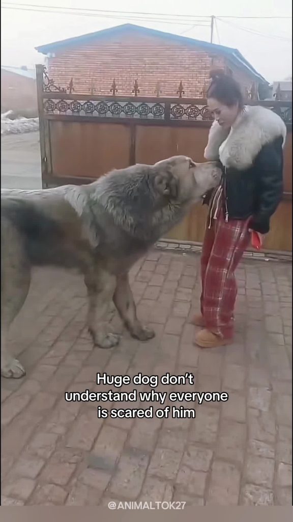 @animaltok27 We dont deserve animals #wholesome #animals #cute #animalsoftiktok...