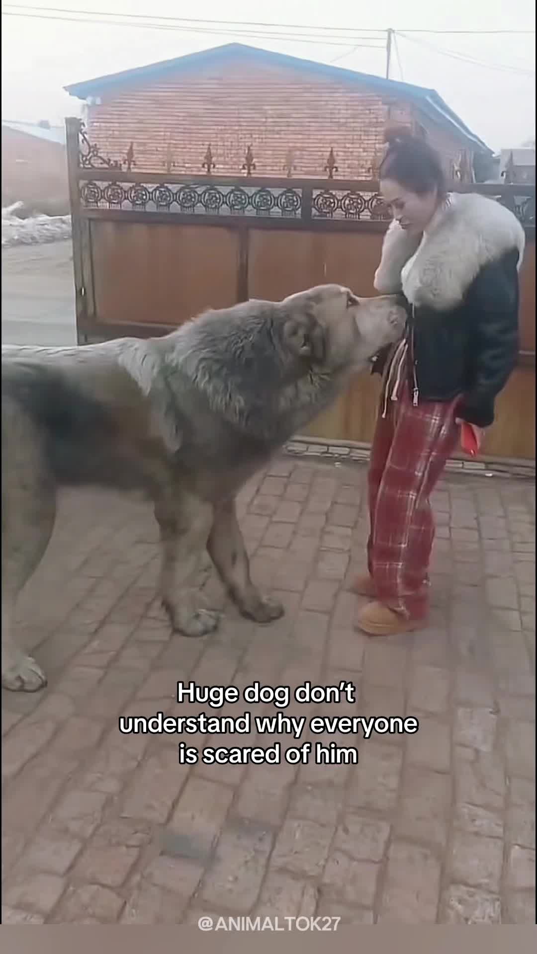 @animaltok27 We dont deserve animals  #wholesome #animals #cute #animalsoftiktok...