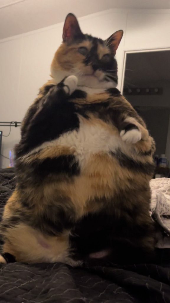 @beanie0514 Penguin stance and belly rubs for the funny girl #fyp #foryoupage ...