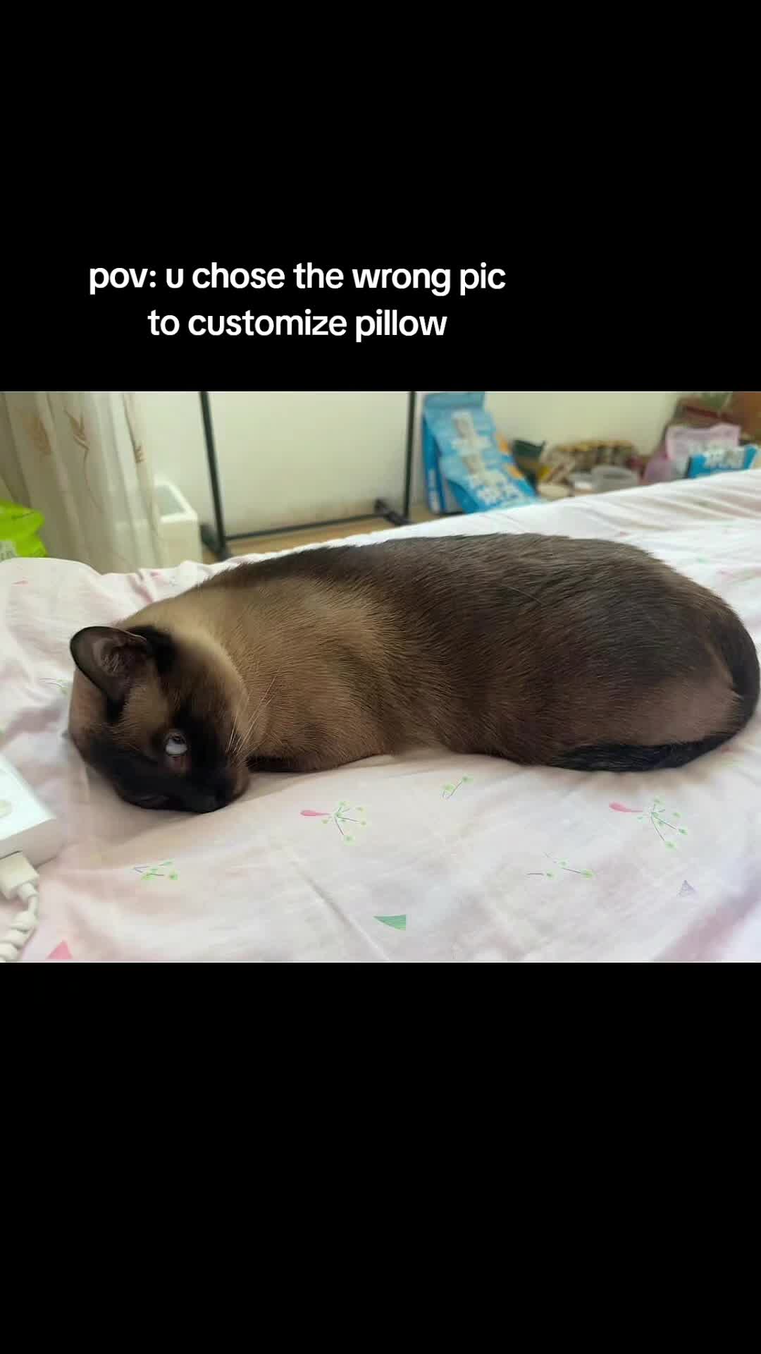 @catpillowinbio even the eye is funny #catpillow #uglypetpillow #uglycatpillow #...