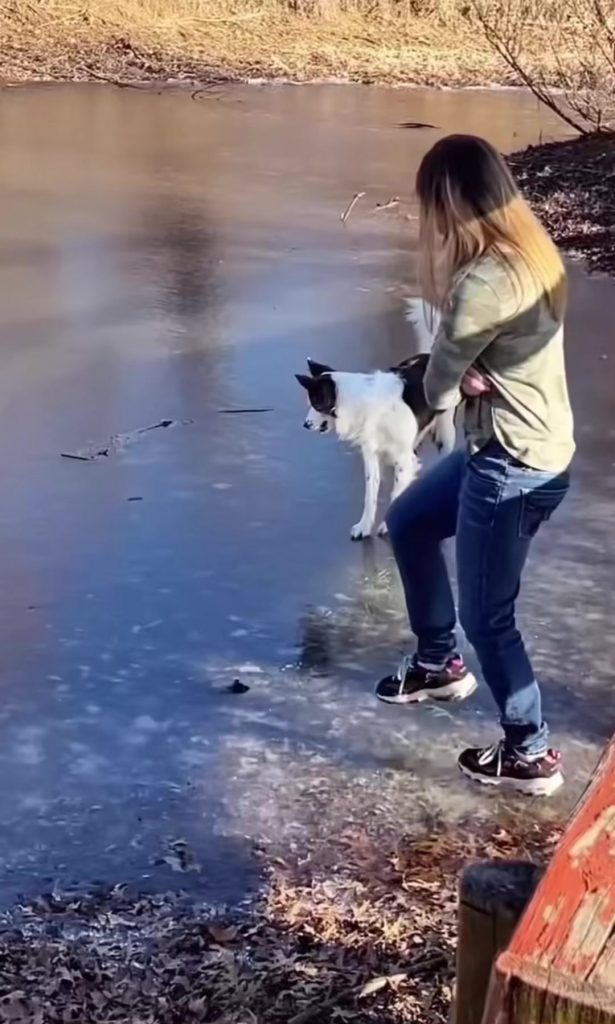 @entertainment0521 人の真似をする犬#funny#dog ...