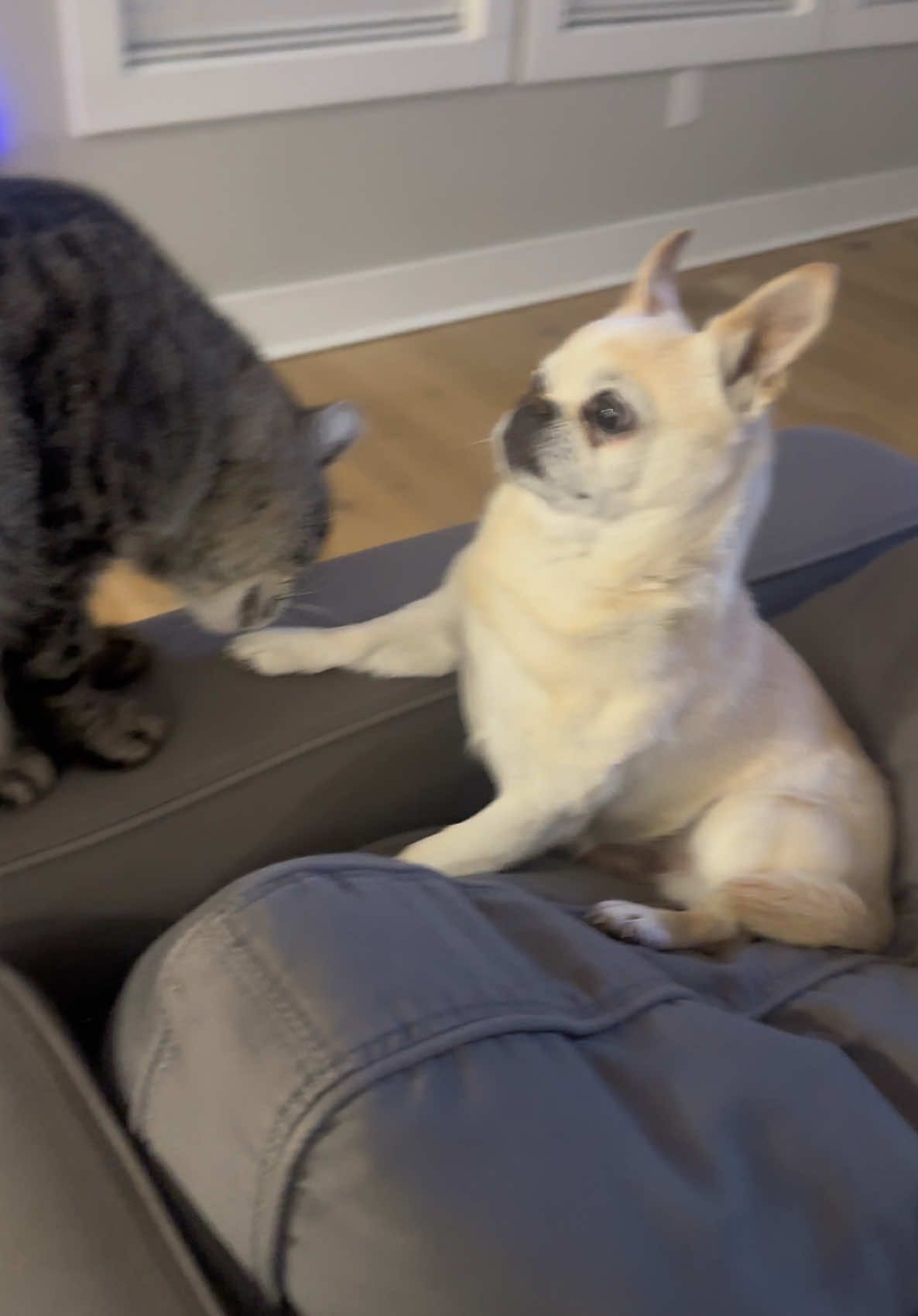 @furballchronicles1 Ew.                      . . . . #cats #catsoftiktok #cattok...