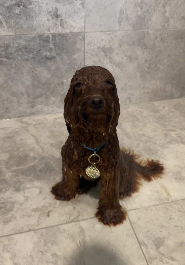 @gena.giorgi Pepi simply cant get enough  ...