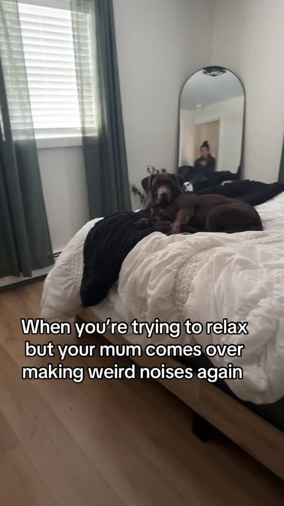 @georgethechocolab2 My mum has obsession problems #dogsoftiktok #dog #labrador #...