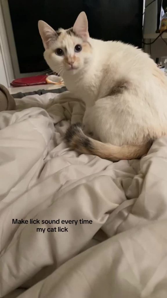 @hopeberri0 It’s so funny  #fypシ #cat #pourtoi #fyp  ...