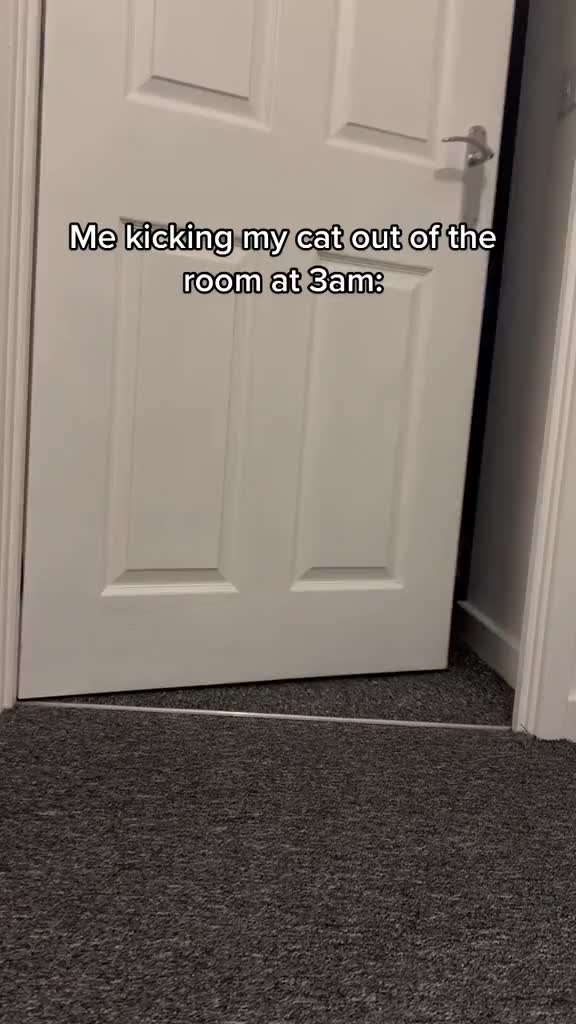 @indigo_jst tiktok funny fyp fypシ゚viral fypage foryou foryoupage cat duet parati...