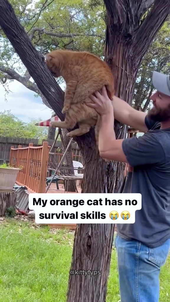 @kittyoftiktok68 Funny cat videos #cat #catsoftiktok #cats  ...