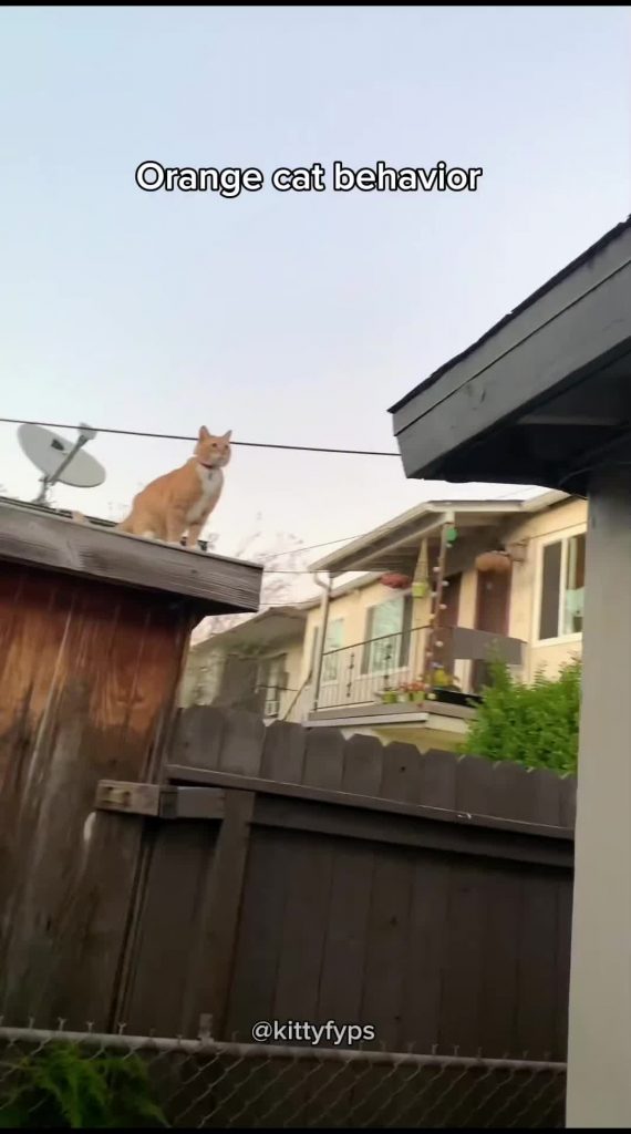 @kittyoftiktok68 Orange cat behavior | Funny cat videos #cat #catsoftiktok #cats...