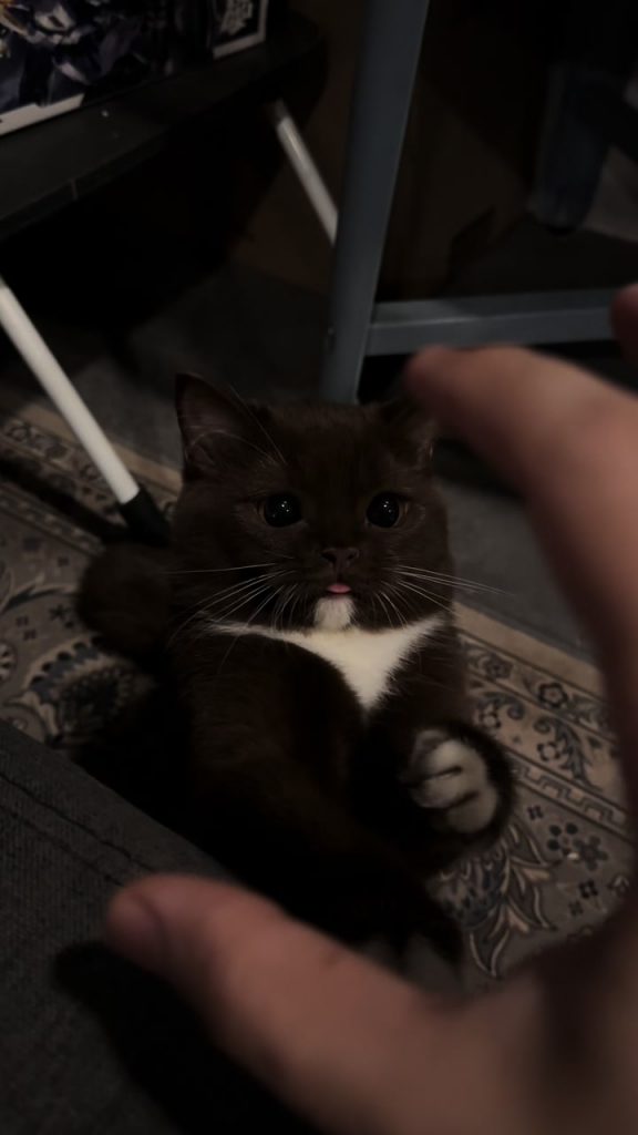 @kucingcoklats She unlock a funny face #cats #catsoftiktok #cat #browncat #brow...