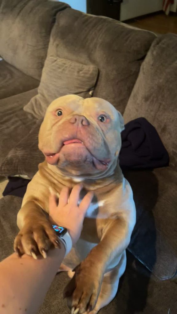 @lifeofprincethebully So funny when he sits like this   #fyp #americanbully #dog...