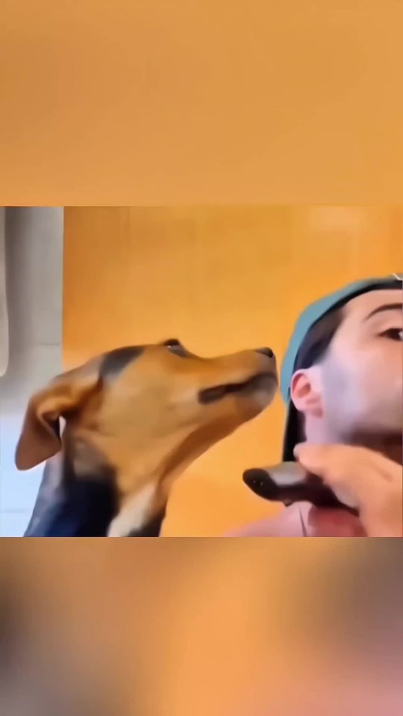 @pets.cute96__ Funny animals  #pet #cat #dog #cute #animals #foryou #typ ...