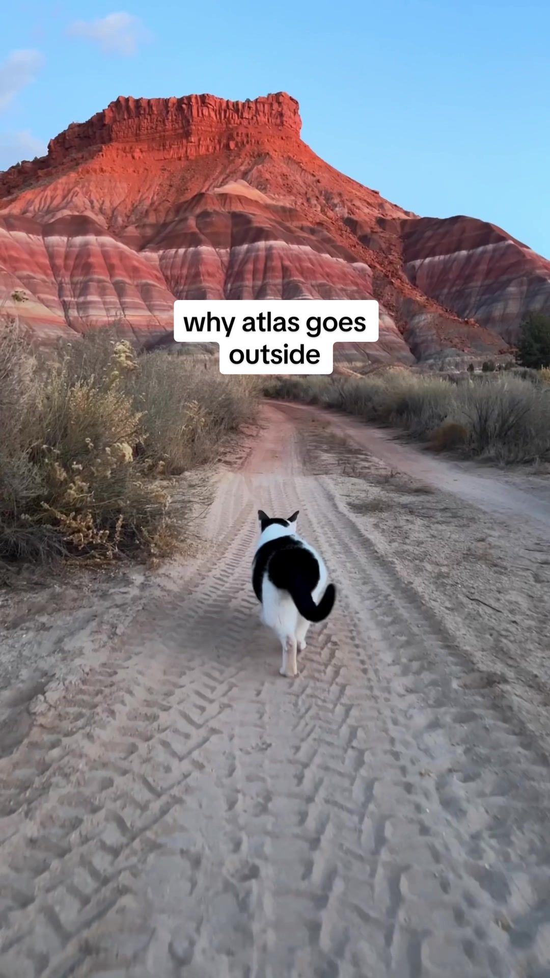 @quingable Atlas has adventured in 17 States, 3 Countries & counting... but let'...