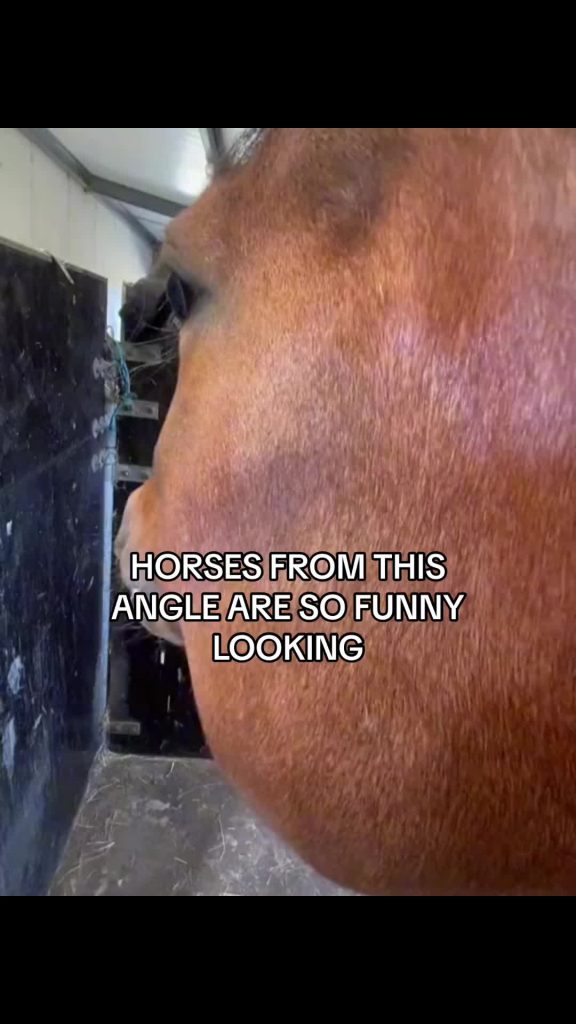 @sophsup how hungry exactly are you…  sigma grimaceshake icouldeatahorse brainro...