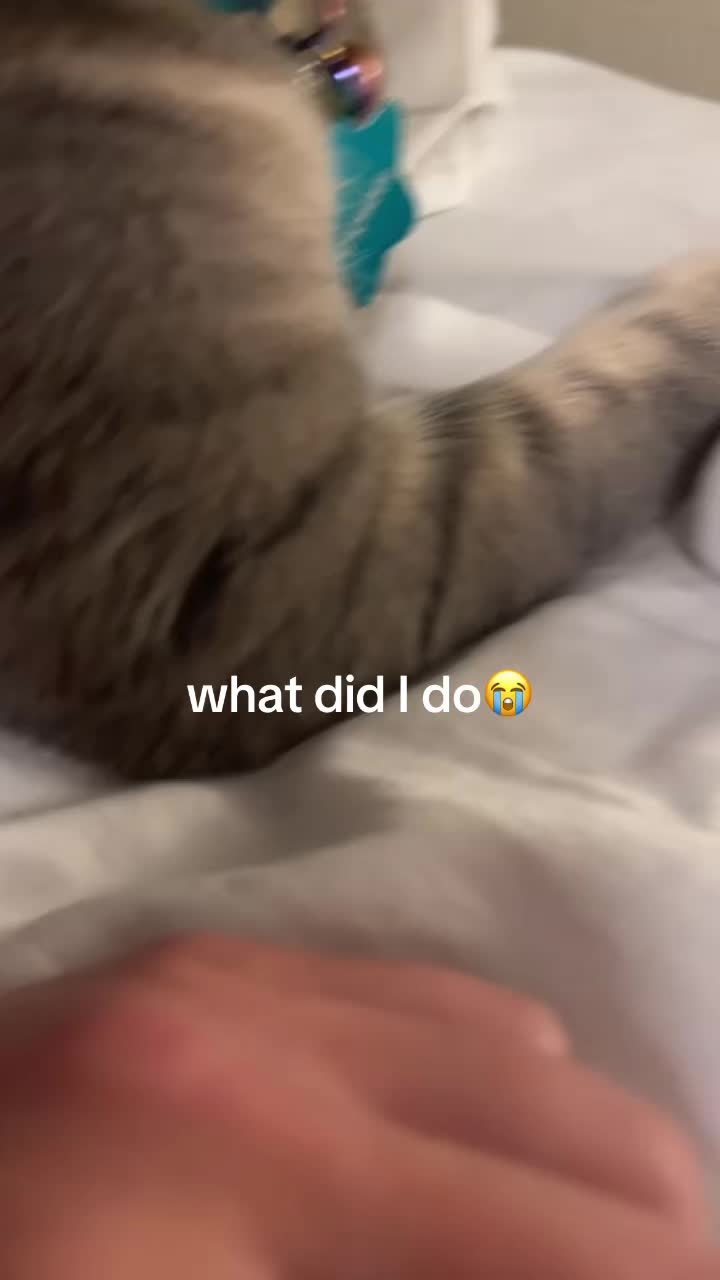 @two_gray_cats Chowder …  catsoftiktok cute funny cats  ...