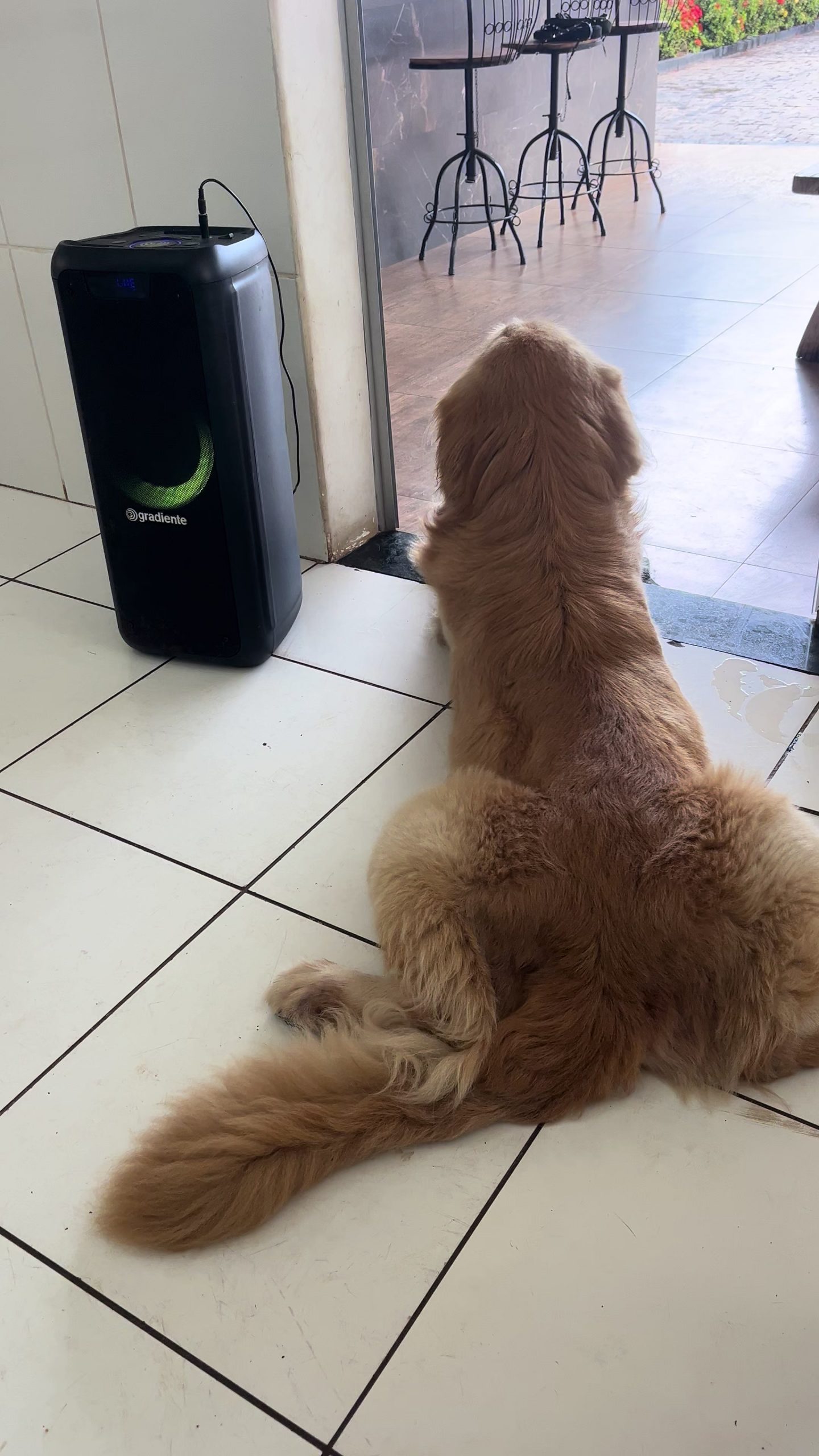 @valtersantosk87 ladygaga dogsoftiktok pets funny fouryou viral_video viralditik...