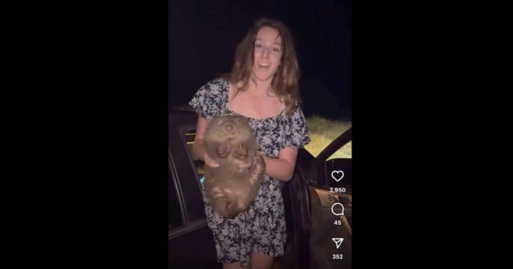 A blogger from the US explained why she took a baby wombat from its mother in Australia