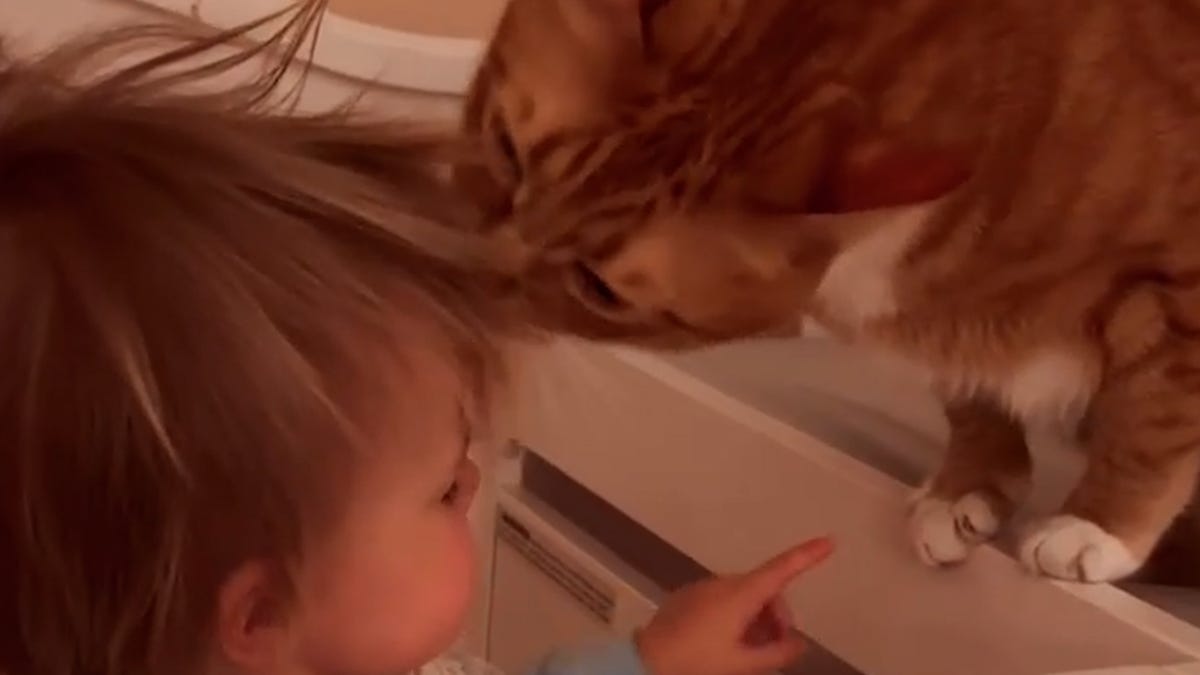 Adorable cat grooms baby's bedhead every morning