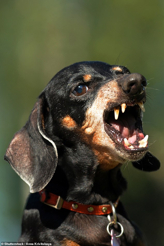 'Aggressive' Dachshund kills month-old baby after vets ignored worried parents' concerns and refused to euthanise it
