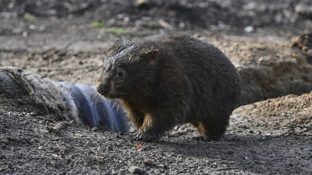 American influencer apologizes for snatching baby wombat