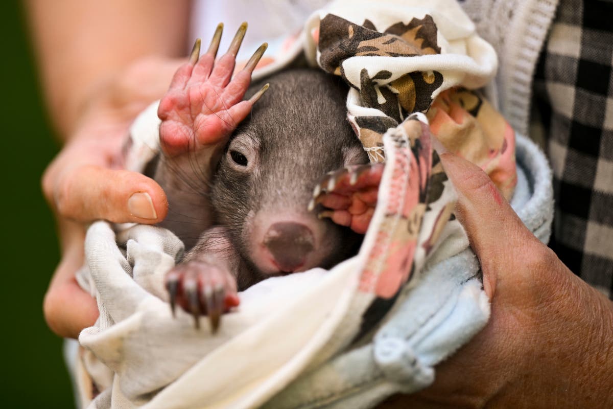 American who snatched baby wombat from its mother being reviewed for Australian visa breach