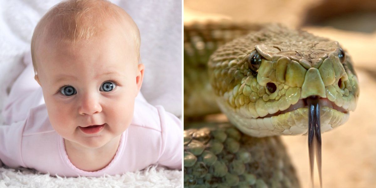 Babies aren't afraid of snakes, disturbing video shows