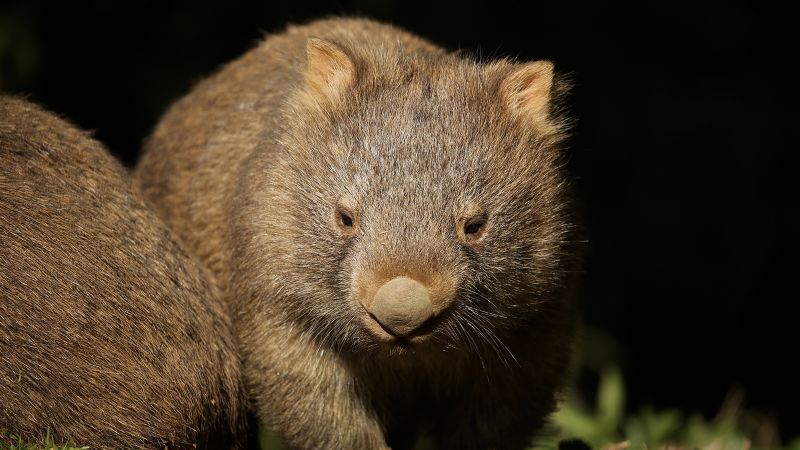 Baby wombat video: US tourist Sam Jones flees Australia after visa threat over incident