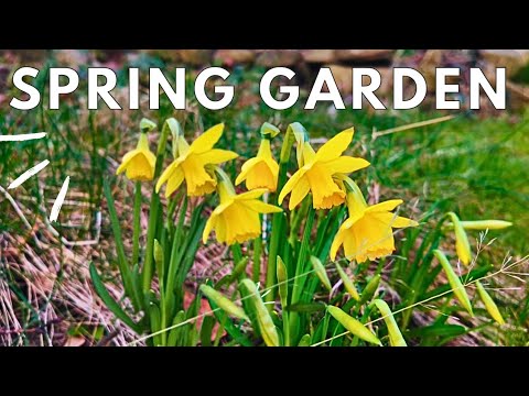 Early Spring Tour of My Garden | UK Garden North of England | Mum of 5