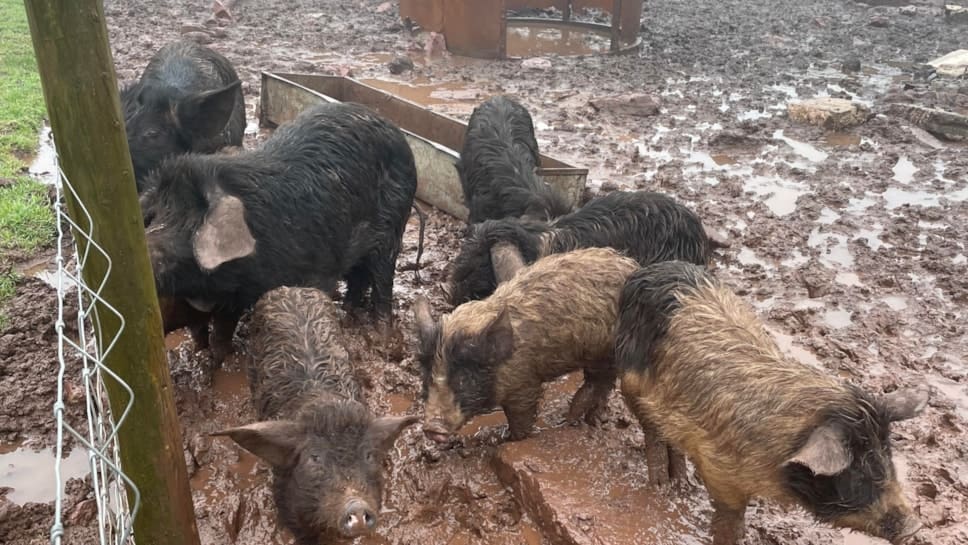 Father and daughter plead guilty to causing unnecessary suffering to animals