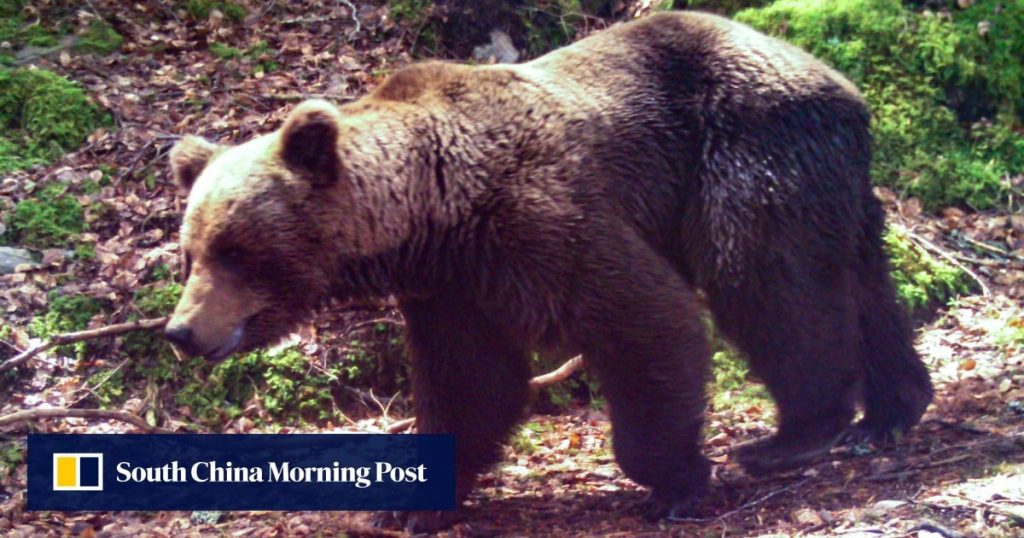French hunter, 81, on trial for killing mother bear ‘in self-defence’
