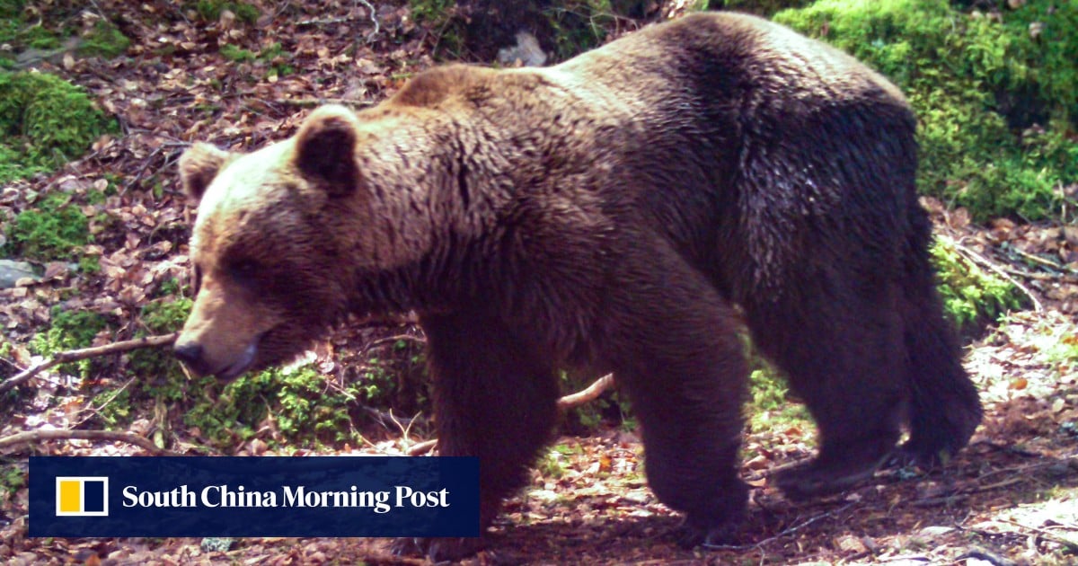 French hunter, 81, on trial for killing mother bear ‘in self-defence’