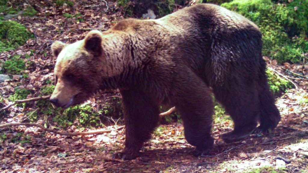 French hunter on trial for killing mother bear that mauled him