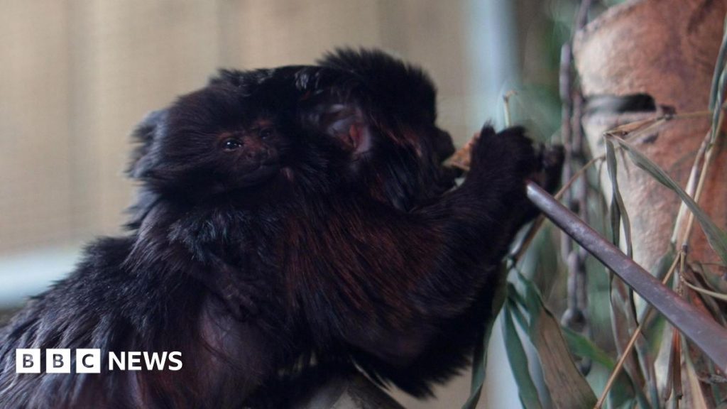 Hope Northumberland baby monkey can raise awareness of breed