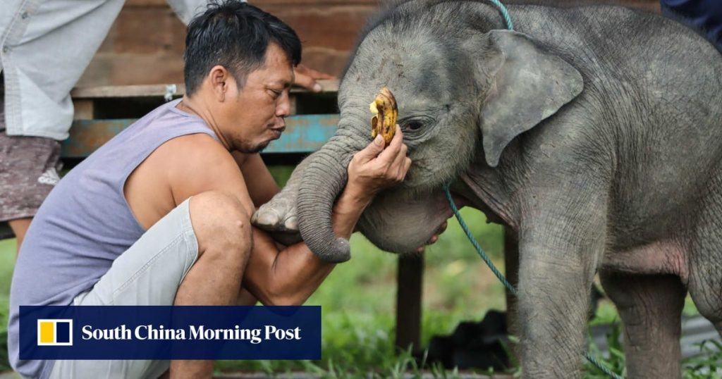 Indonesia rescues lost baby elephant missing its mother