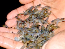 Indonesian Coast Guard foils smuggling of 60,000 baby lobsters