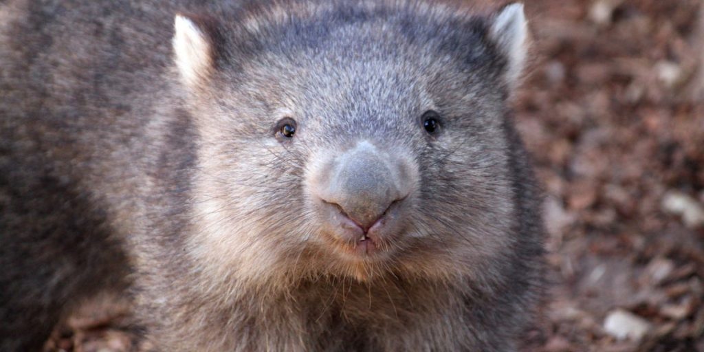 Influencer Reacts To Backlash Over Taking Baby Wombat Away From Its Mom