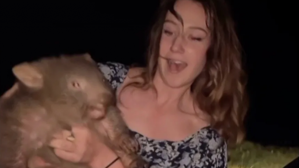 Influencer flees Australia after taking baby wombat from its mother in distressing footage - World News