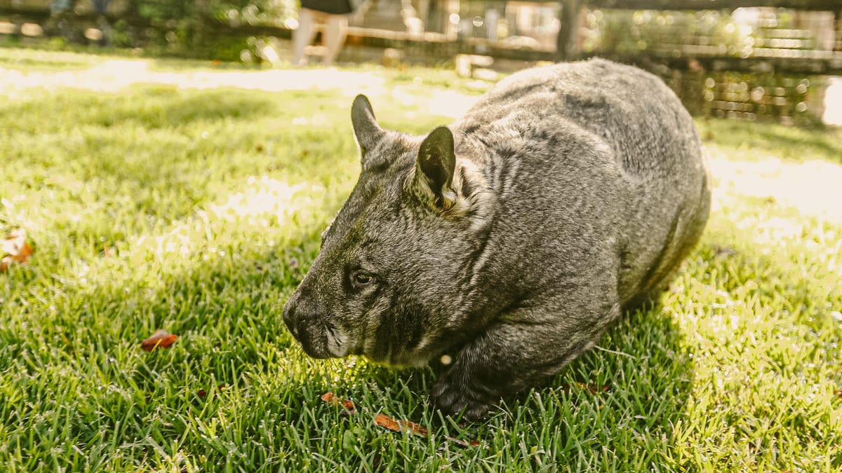 Influencer who separated baby wombat from mother defends herself