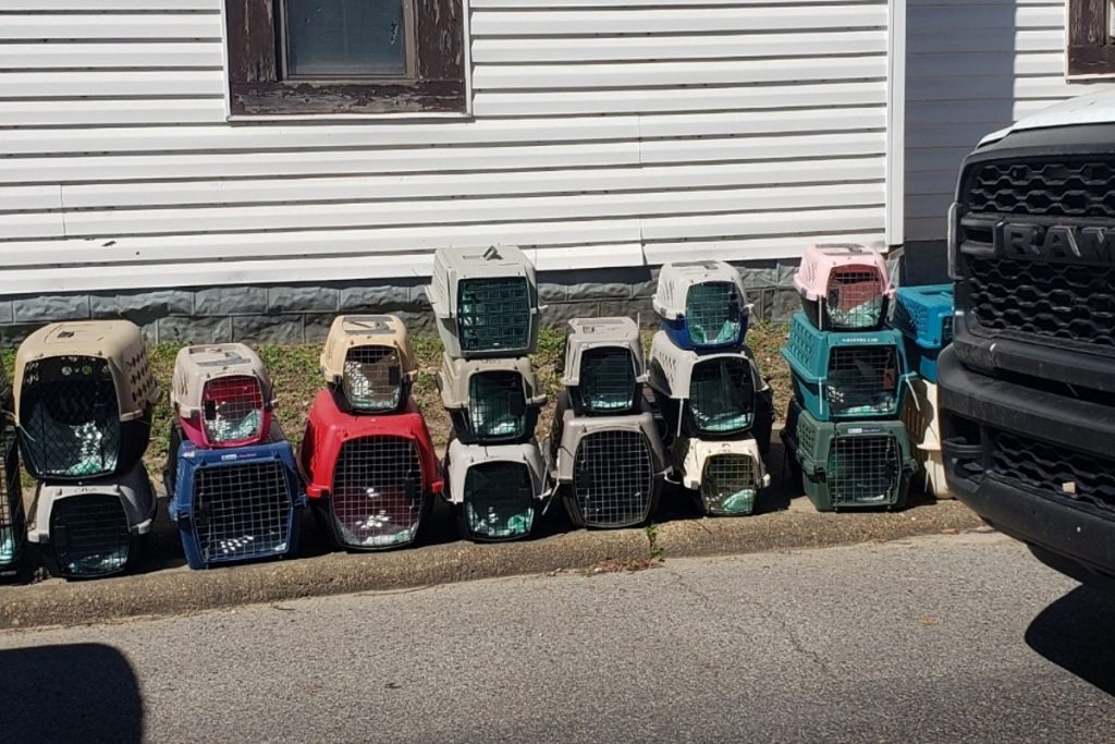 Man arrested after his mother, 92, found living in ‘deplorable’ conditions with 38 cats