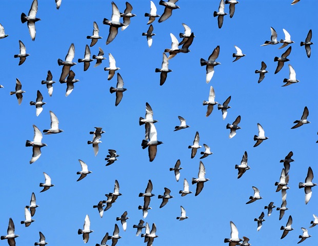 Many parents uncertain about bird flu information and risks, poll suggests