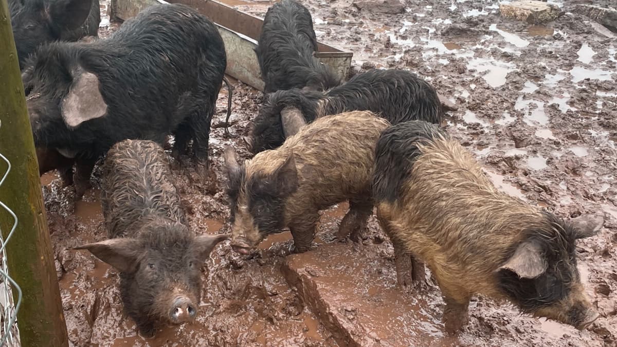 Pembrokeshire father and daughter guilty of animal suffering charges