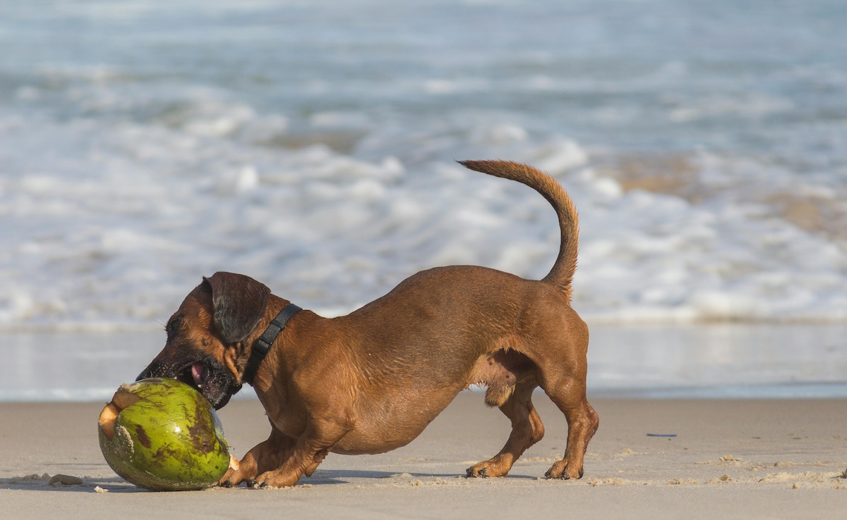 Sausage Dog Mauls Newborn Baby To Death In Russia: Report