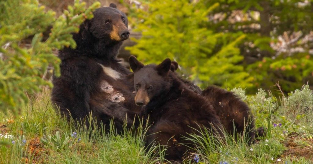 Seeing a mother bear nursing cubs in Yellowstone changed how I understand bear families