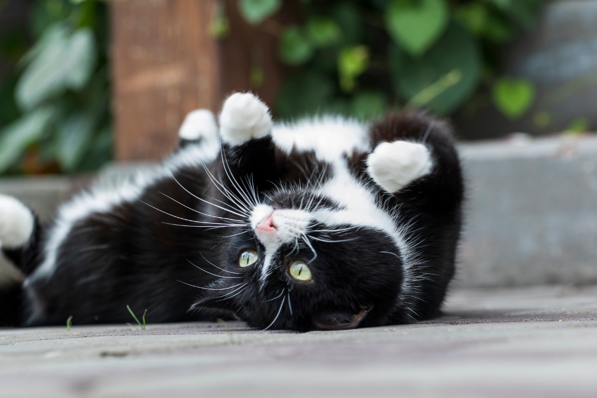 Stray Kitty's Cute Effort to Charm Baby Is the 'Cat Distribution System' at Full Capacity