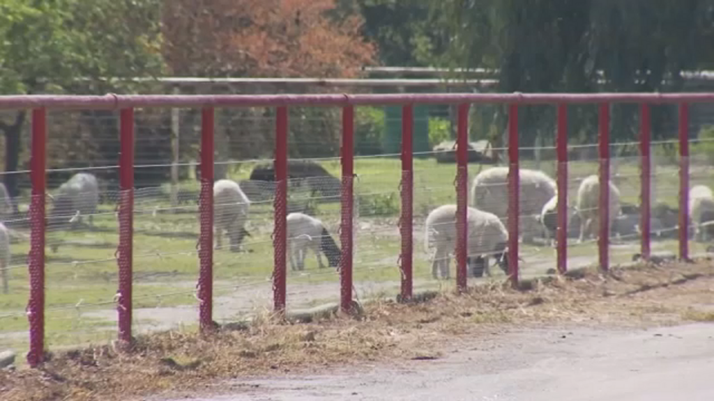 Stray dogs suspected of killing 17 sheep and baby donkey in Tulare County