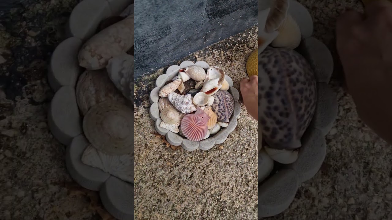 The Collection of Precious Things #rockcollector #rockcollection #pinecones