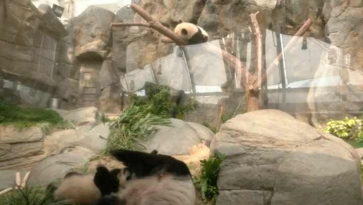 Twin panda cubs make first public appearance with mother Ying Ying | News