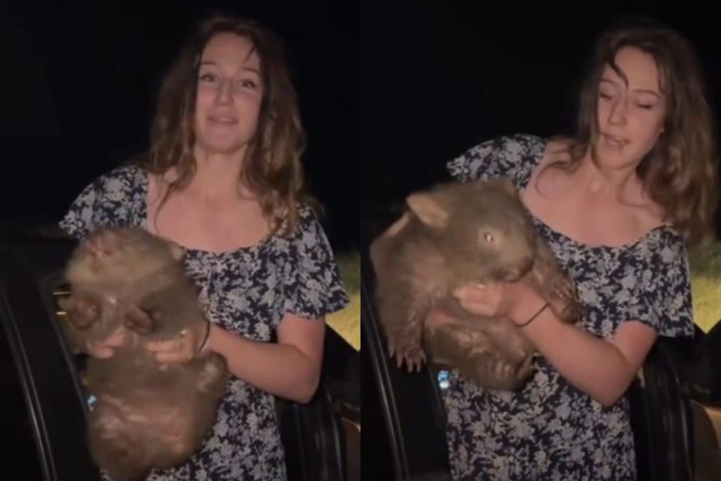 US Influencer Stole a Baby Wombat From Its Mother in Australia and Filmed It