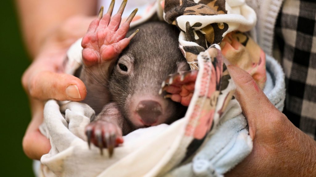 US influencer who snatched a baby wombat leaves Australia